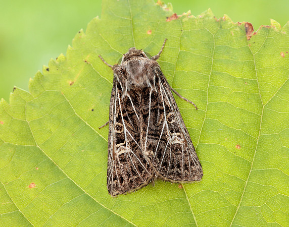 73.253 BF2178 Feathered Gothic Tholera decimalis
