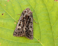 73.253 BF2178 Feathered Gothic Tholera decimalis