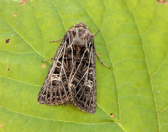 73.253 BF2178 Feathered Gothic Tholera decimalis