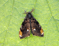 72.018 BF2025 Scarce Vapourer Orgyia recens
