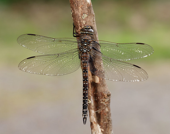 Azure Hawker Aeshna caerulea