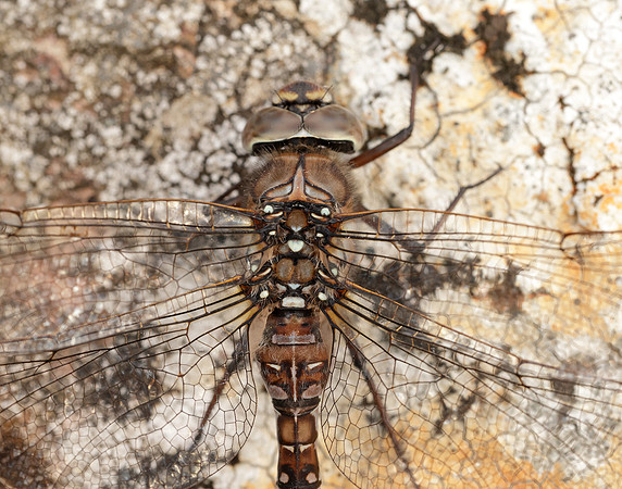 Azure Hawker Aeshna caerulea