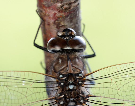 Azure Hawker Aeshna caerulea