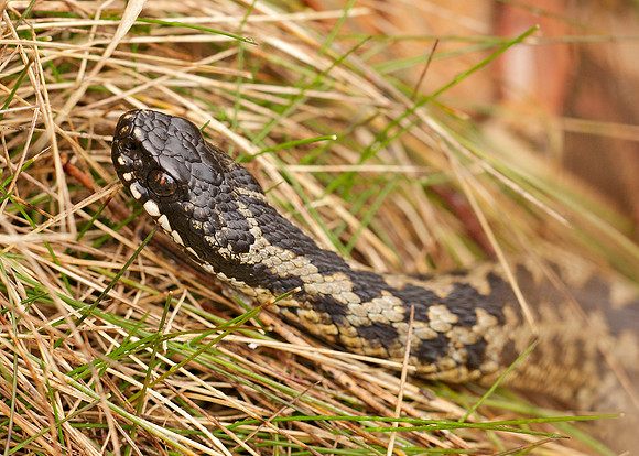 Adder Vipera berus