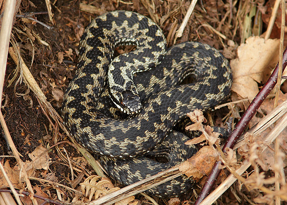 Adder Vipera berus