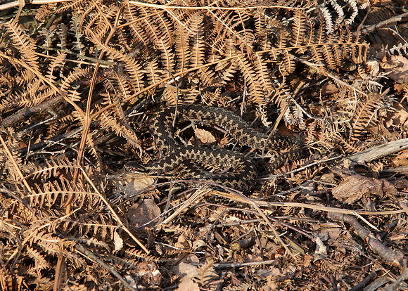 Adder Vipera berus