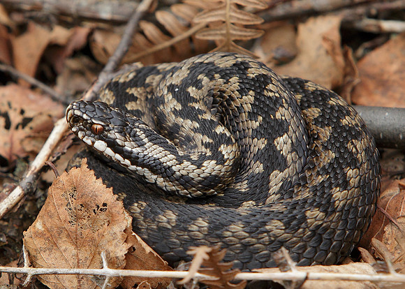 Adder Vipera berus