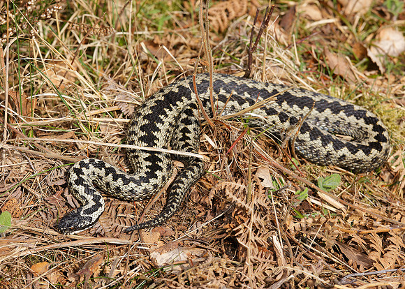 Adder Vipera berus