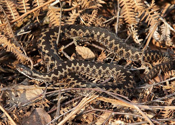 Adder Vipera berus
