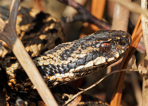 Adder Vipera berus