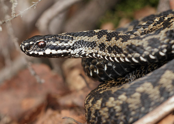 Adder Vipera berus