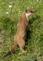 Stoat Mustela erminea