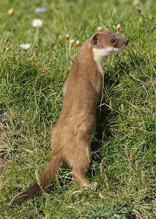 Stoat Mustela erminea