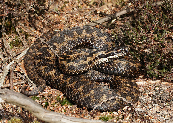 Adder Vipera berus
