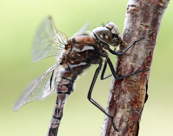 Azure Hawker Aeshna caerulea
