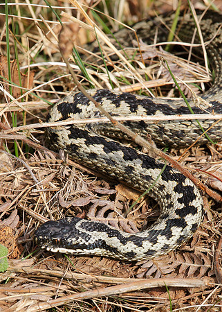Adder Vipera berus