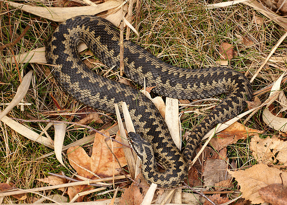 Adder Vipera berus
