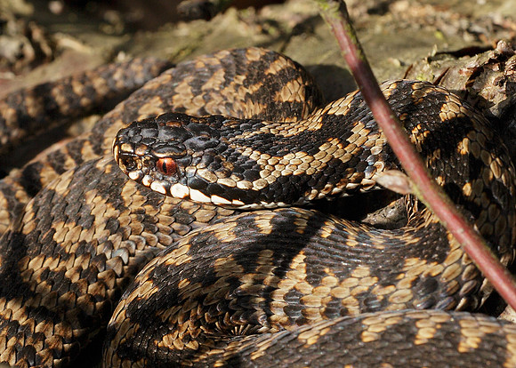 Adder Vipera berus