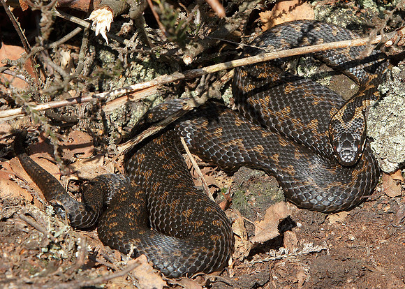 Adder Vipera berus