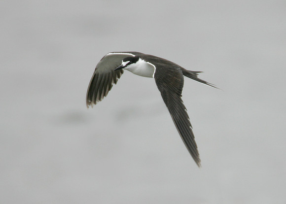 Sooty Tern Sterna fuscata