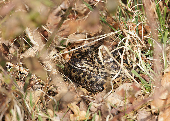 Adder Vipera berus