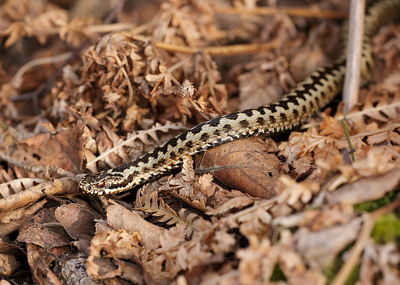 Adder Vipera berus