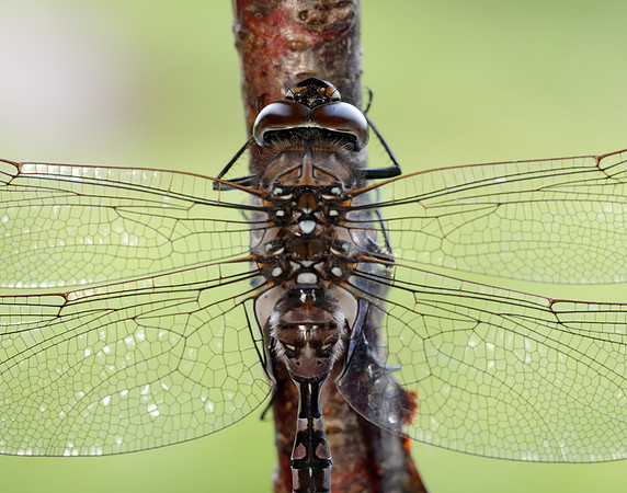 Azure Hawker Aeshna caerulea