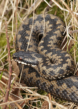 Adder Vipera berus