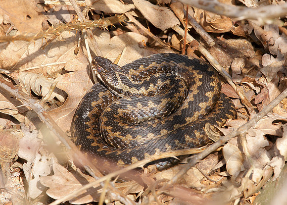 Adder Vipera berus