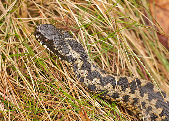 Adder Vipera berus