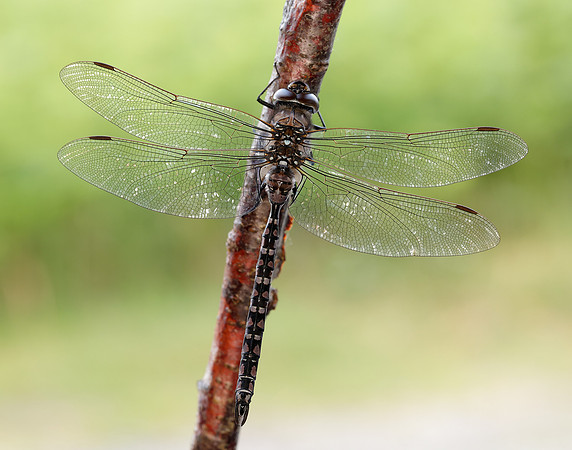 Azure Hawker Aeshna caerulea
