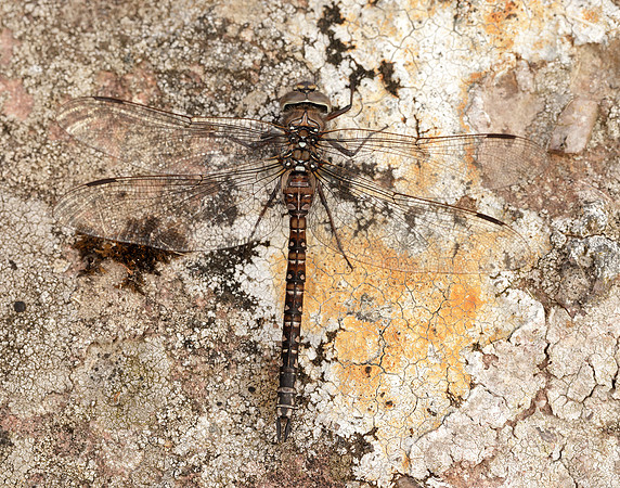 Azure Hawker Aeshna caerulea