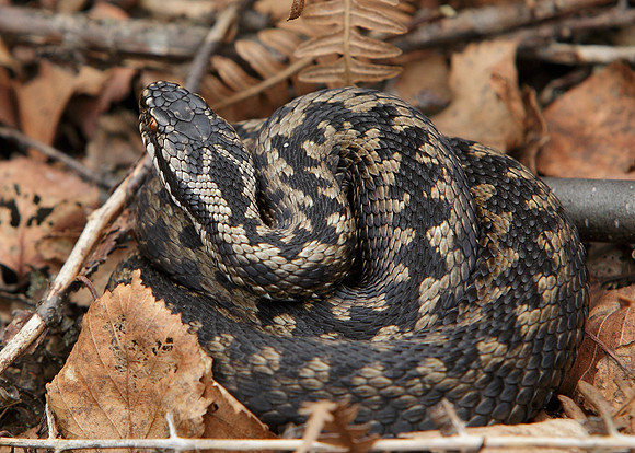 Adder Vipera berus