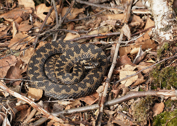 Adder Vipera berus