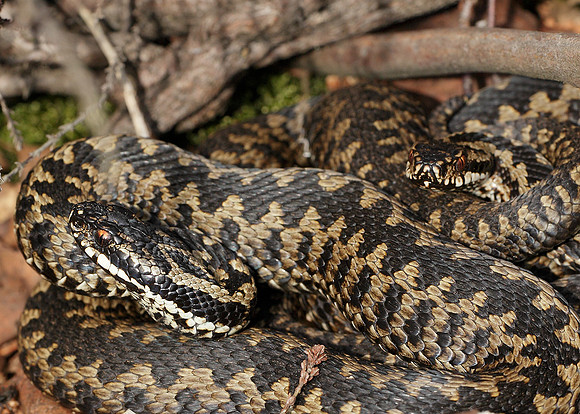 Adder Vipera berus