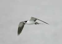Sooty Tern Sterna fuscata