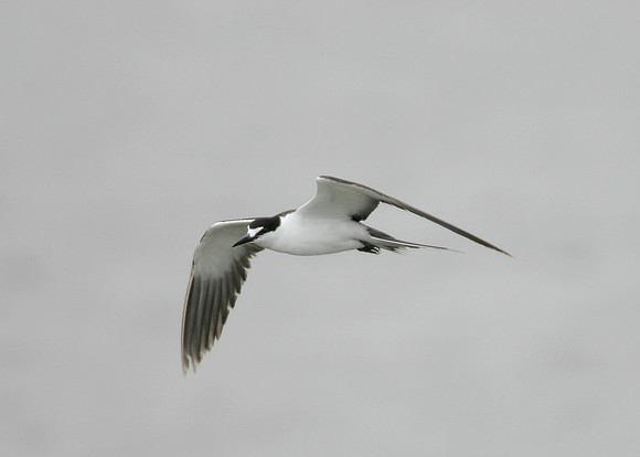 Sooty Tern Sterna fuscata
