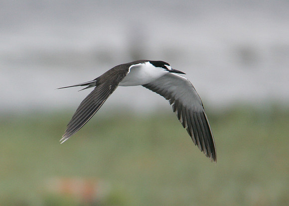 Sooty Tern Sterna fuscata