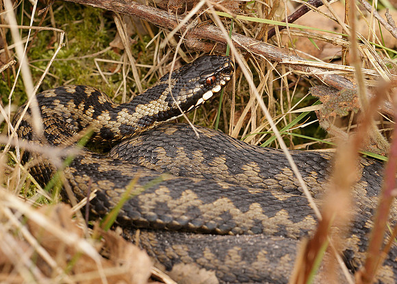 Adder Vipera berus