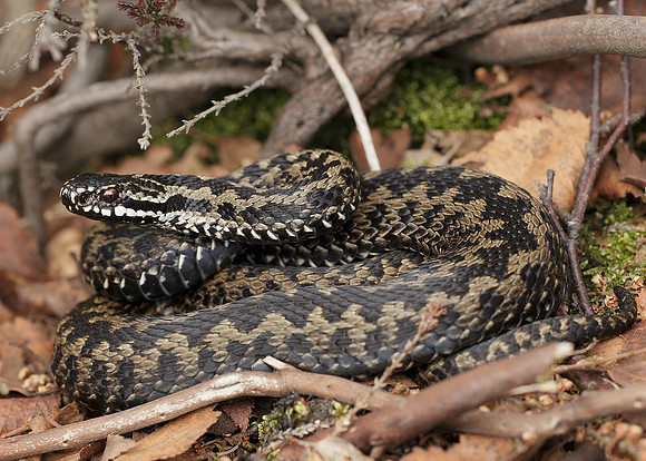 Adder Vipera berus