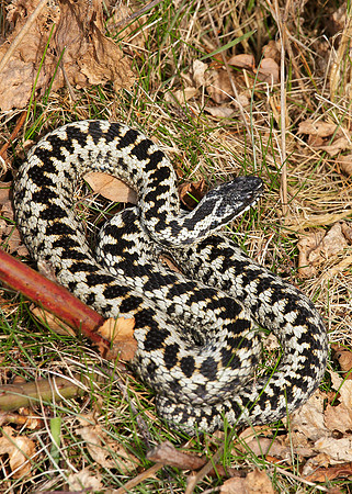 Adder Vipera berus