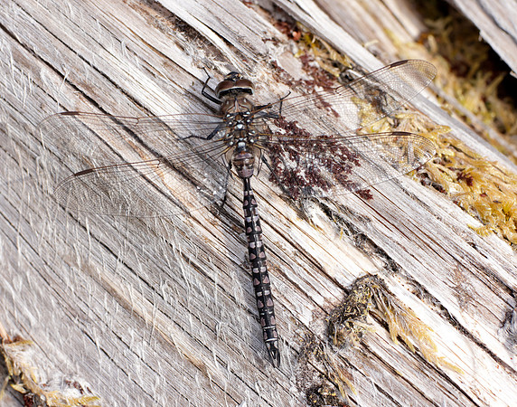 Azure Hawker Aeshna caerulea