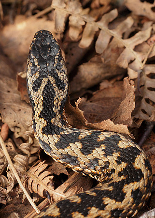 Adder Vipera berus
