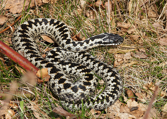 Adder Vipera berus