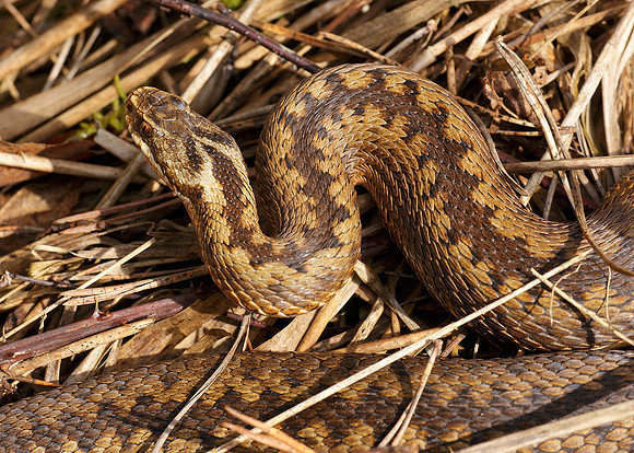 Adder Vipera berus