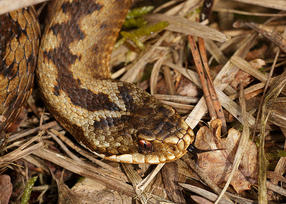 Adder Vipera berus