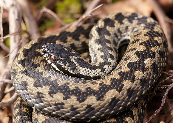 Adder Vipera berus