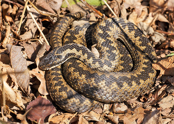 Adder Vipera berus