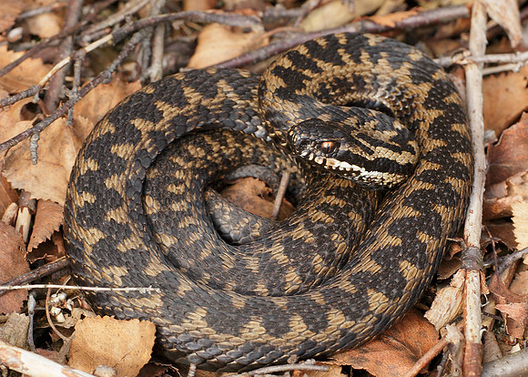 Adder Vipera berus