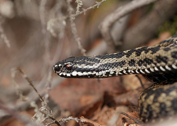 Adder Vipera berus